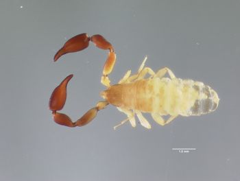 Media type: image;   Invertebrate Zoology 102490